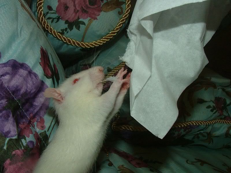 Picture of 6 week old rat? Rat Forum